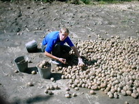Собранный урожай картошки